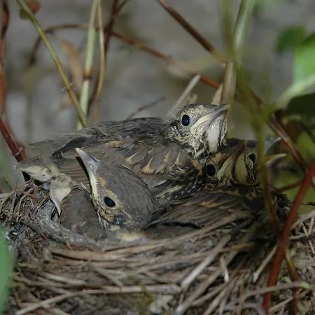 Kilgraney House Bagenalstown