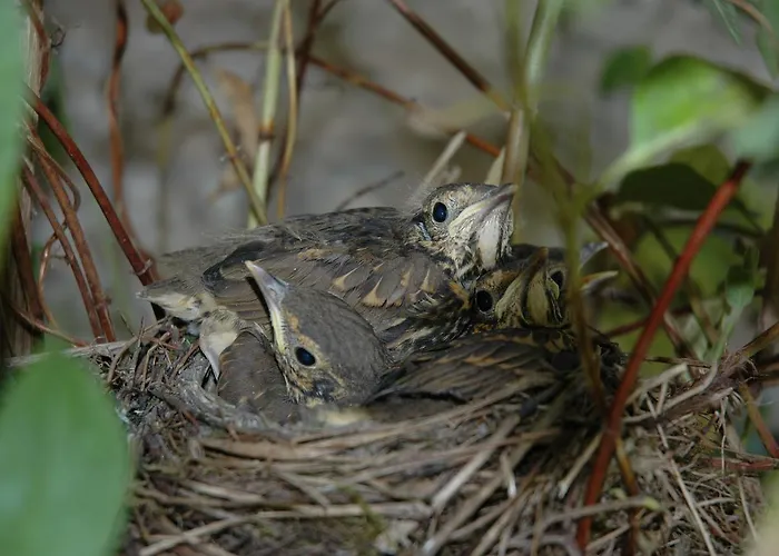 Kilgraney House Bagenalstown